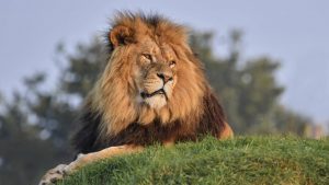 Fancy camping under the stars with lions? You can at this UK wildlife park