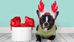 You can now get a Santa’s reindeer outfit for your dog and it’s probably the best thing we’ve ever seen