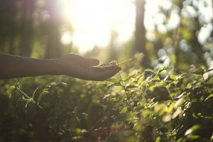 Why is organic beauty better for biodiversity?